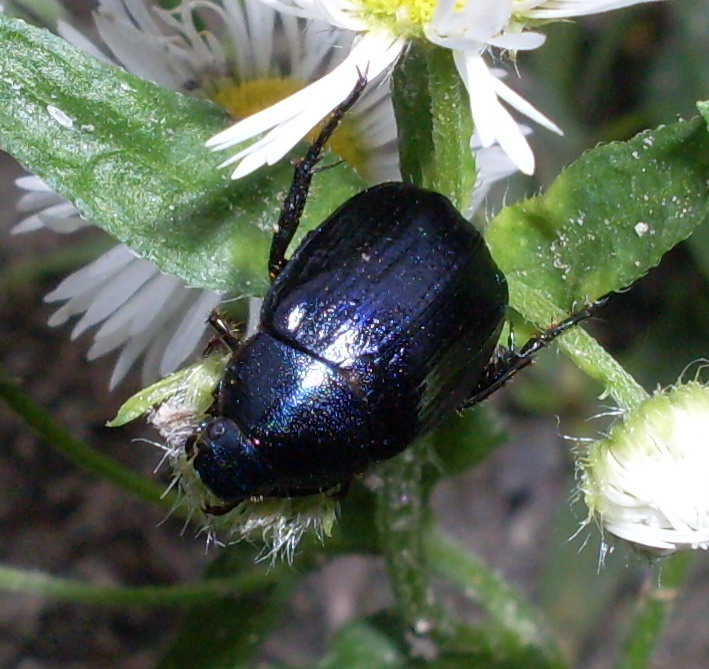 Geotrupidae ? No,  Rutelidae: Anomala dubia